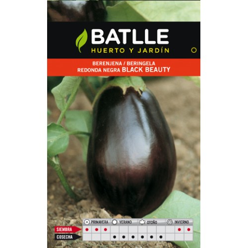 Berenjena Redonda Black Beauty Cultivo Vegetal
