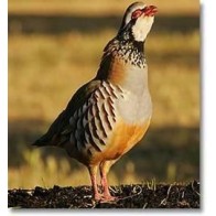 Complete Feed for Breeding Partridges