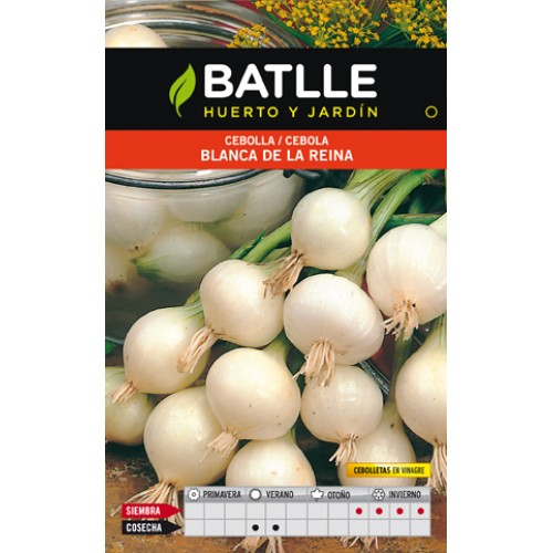 Queen White Onion Culinary Plant