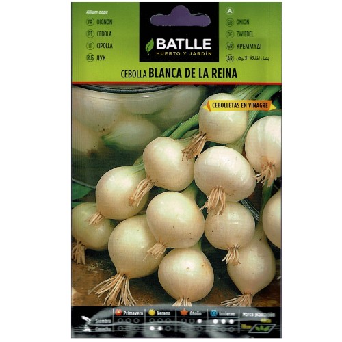 Queen White Onion Culinary Plant