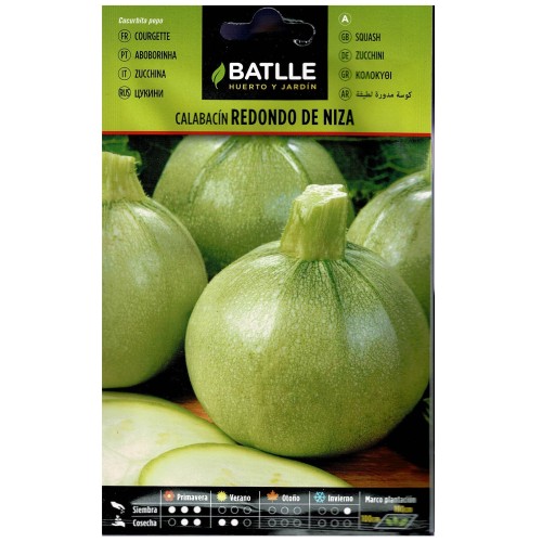 Round Zucchini from Nice
