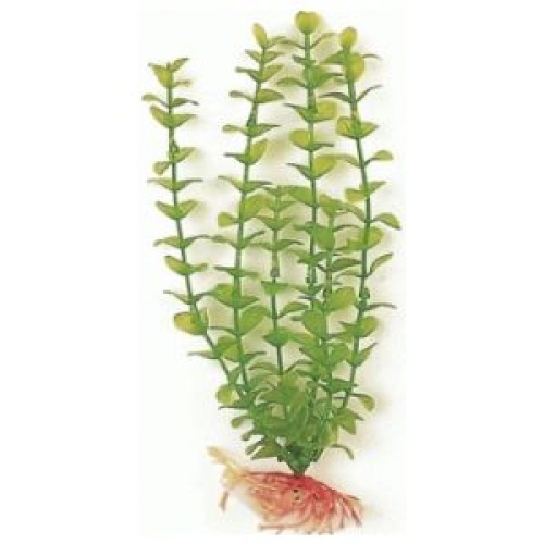 Green Bacopa Aquatic Plant 20cm for Aquariums