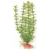 Green Bacopa Aquatic Plant 20cm for Aquariums