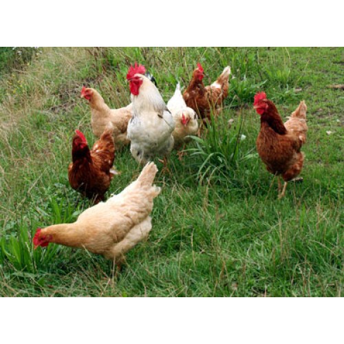 Poultry Feed 35 Kg Quality Nutrition