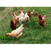 Poultry Feed 35 Kg Quality Nutrition