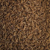 Gusanos De La Harina (tenebrio) 5 Kg.