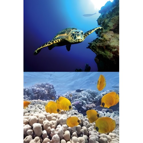 Lámina Tortuga & Arrecife Tetra Decoart
