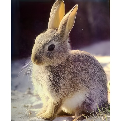 Unique Rabbit Feed 25 Kg