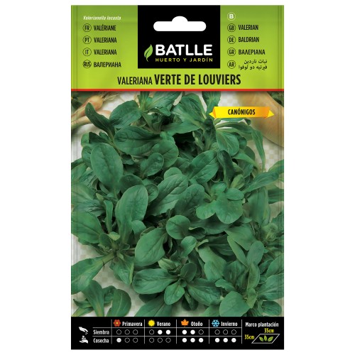 Louviers Valerian - Hardy Garden Plant