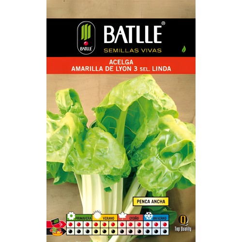 Semillas de Acelga Amarilla De Lyon