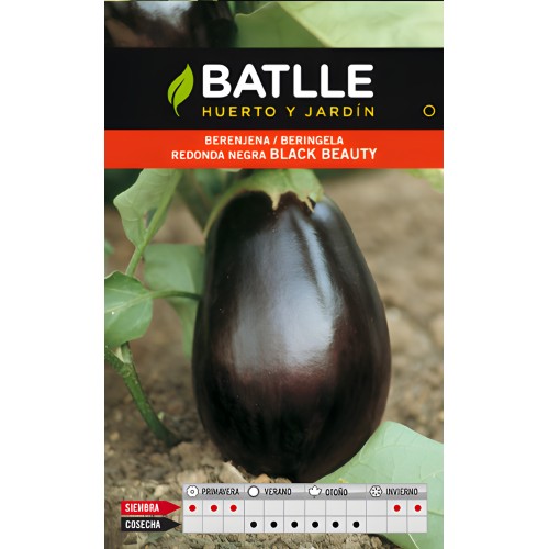Round Black Beauty Eggplant