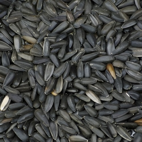 Black Sunflower Seeds 2.5kg