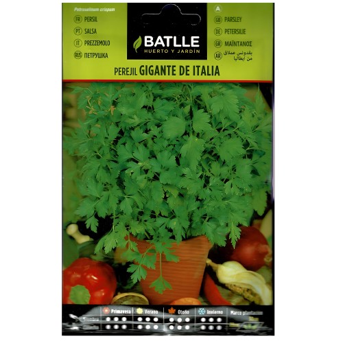 Giant Italy Parsley Seed Packet - Versatile Culinary Herb