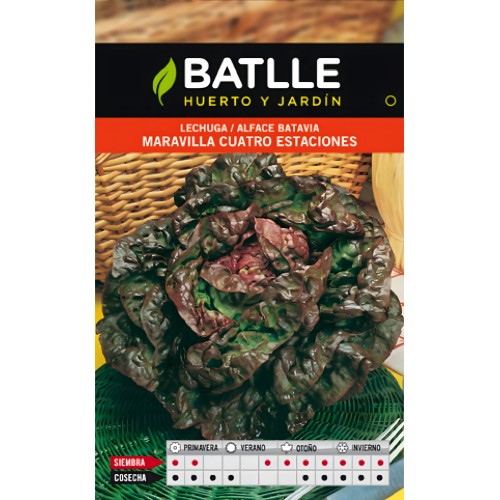 Batlle Lettuce 4 Seasons Seed