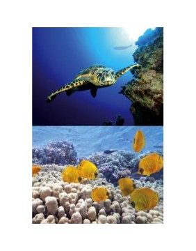 Aquarium Decoration Essentials